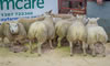 Champion and First Prize Beltex-2